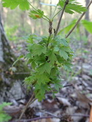 Rhopalomyia grossulariae