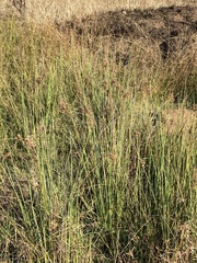 Cyperus
