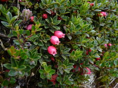 Disterigma empetrifolium