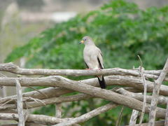 Columbina cruziana