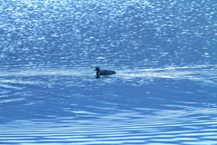 Tachyeres patachonicus