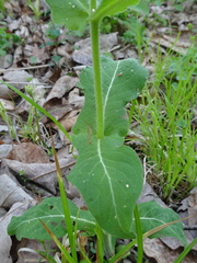 Triosteum perfoliatum
