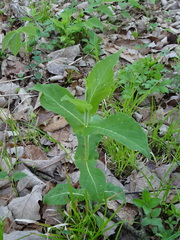 Triosteum perfoliatum