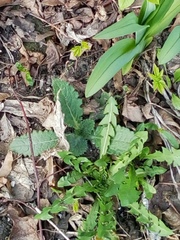 Taraxacum officinale