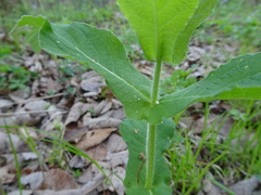 Triosteum perfoliatum