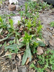 Dianthus barbatus