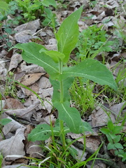 Triosteum perfoliatum