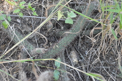 Cleistocactus baumannii