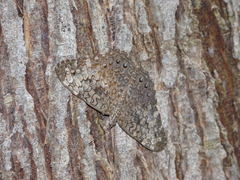 Hamadryas amphichloe