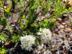 Agathosma gonaquensis