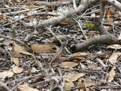 Stenocercus iridescens