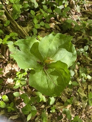 Trillium luteum