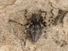 Eusparassus levantinus