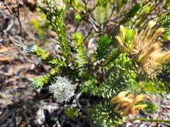 Agathosma gonaquensis