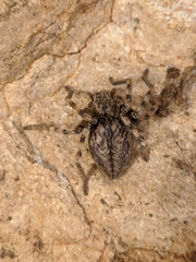 Eusparassus levantinus