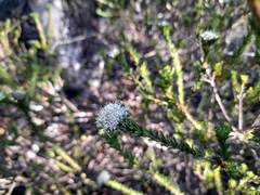 Agathosma gonaquensis