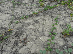 Chordeiles acutipennis