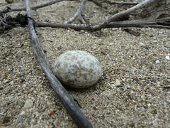 Chordeiles acutipennis