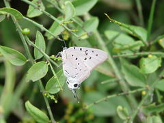 Pseudolycaena