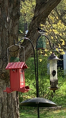 Pheucticus ludovicianus