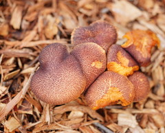Gymnopilus dilepis