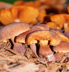 Gymnopilus dilepis
