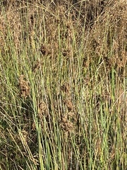 Cyperus