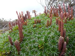 Phlegmariurus crassus