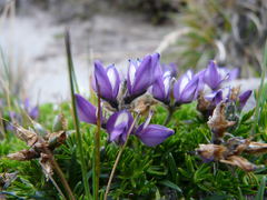 Lupinus microphyllus