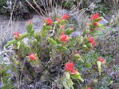 Castilleja nubigena