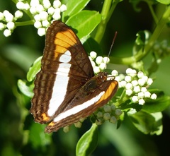 Adelpha zea