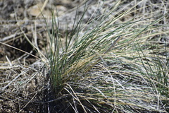 Hesperostipa comata