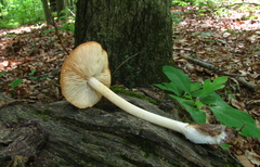 Marasmius strictipes