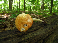 Marasmius strictipes