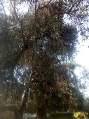 Olea europaea