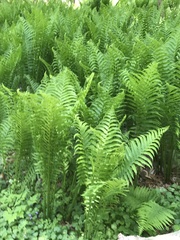 Matteuccia struthiopteris