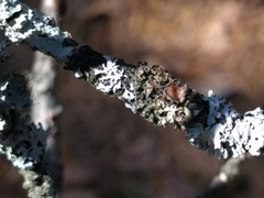 Tuckermanella fendleri