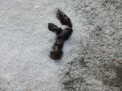 Prionailurus bengalensis