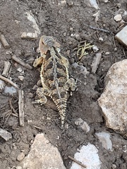 Phrynosoma hernandesi hernandesi