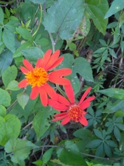 Pseudogynoxys benthamii