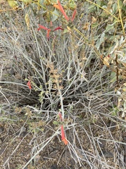 Justicia californica