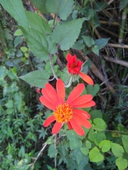 Pseudogynoxys benthamii