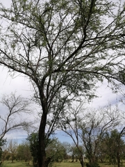 Vachellia farnesiana