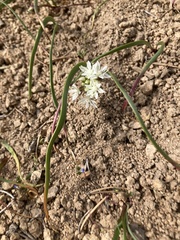 Allium brandegeei