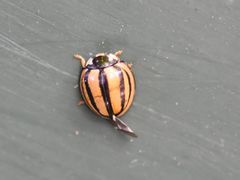 Cheilomenes propinqua