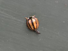 Cheilomenes propinqua