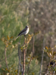 Muscicapa striata balearica