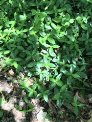 Vinca minor
