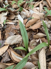 Allium tricoccum