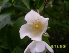 Philadelphus inodorus